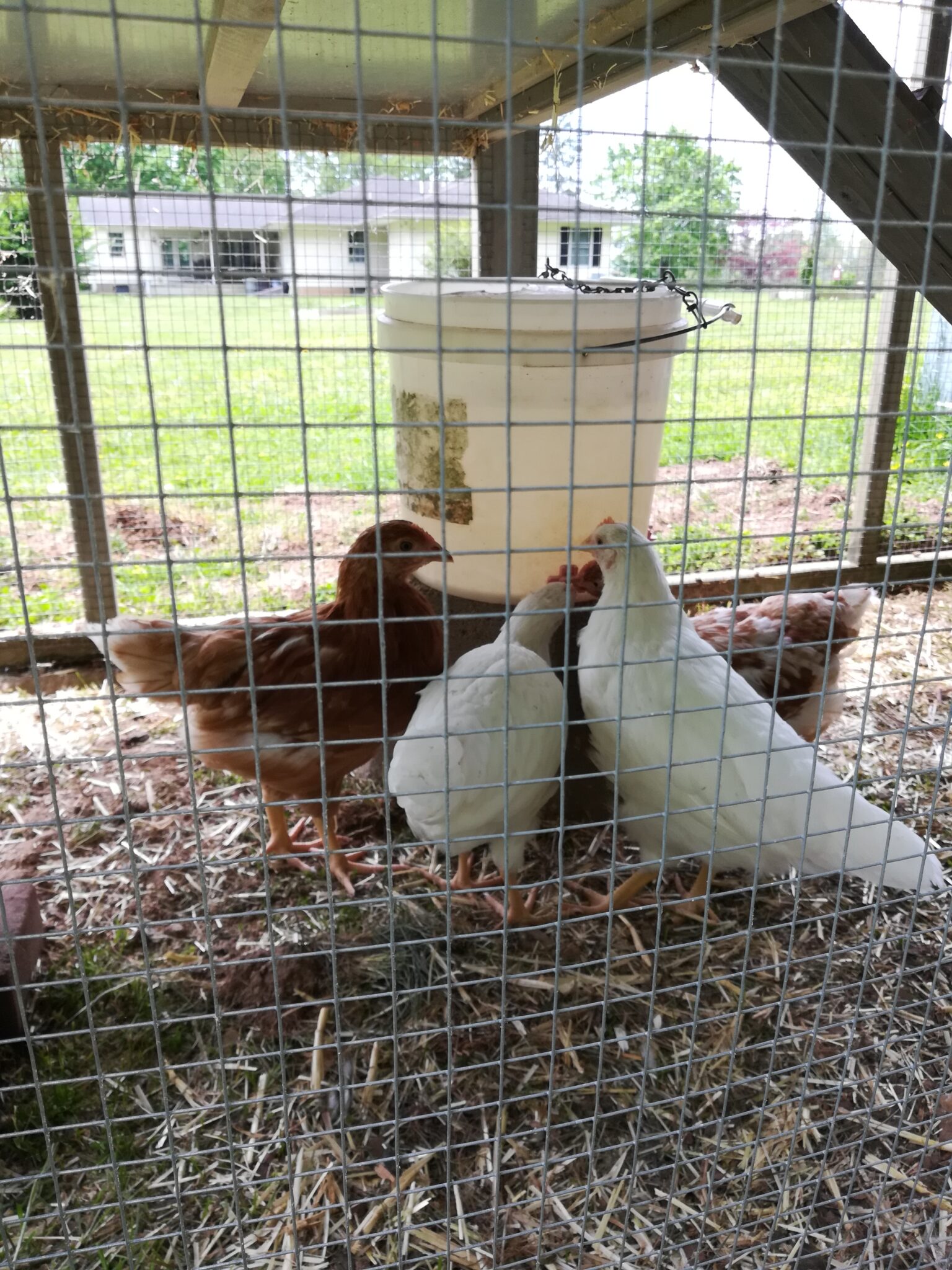 Moving baby Chicks Outside – Honeybee at Home